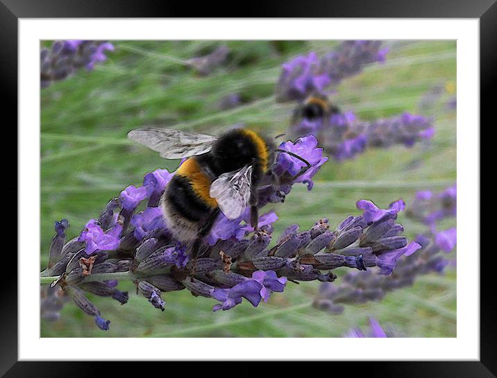 bumble bees and lavender Framed Mounted Print by Heather Newton
