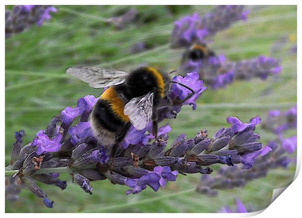 bumble bees and lavender Print by Heather Newton