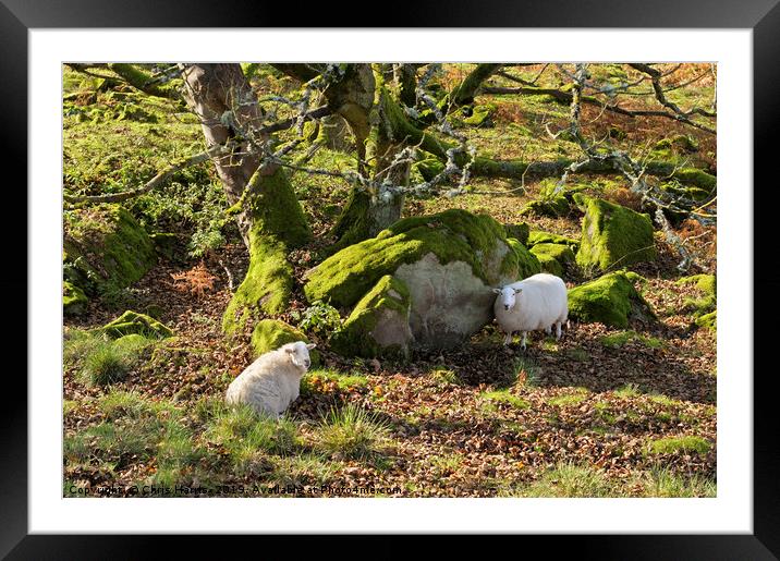 Resting Sheep Framed Mounted Print by Chris Harris