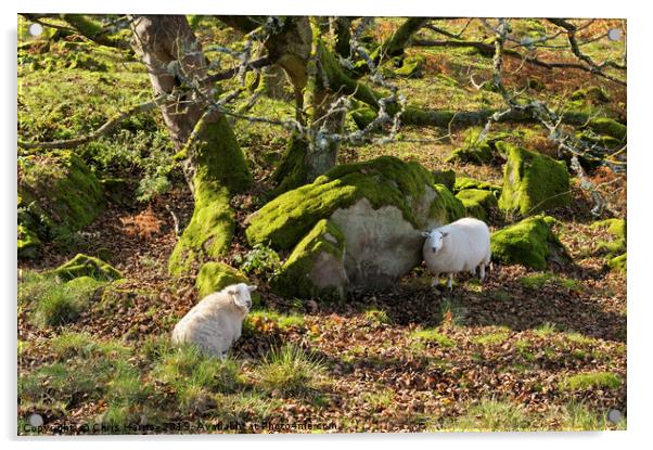 Resting Sheep Acrylic by Chris Harris