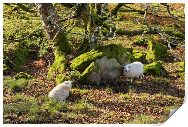 Resting Sheep Print by Chris Harris