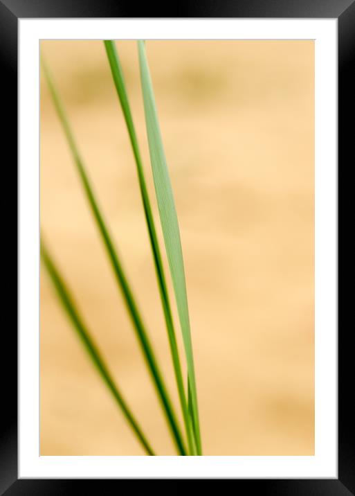 Dune Grass Abstract Framed Mounted Print by Ian Homewood