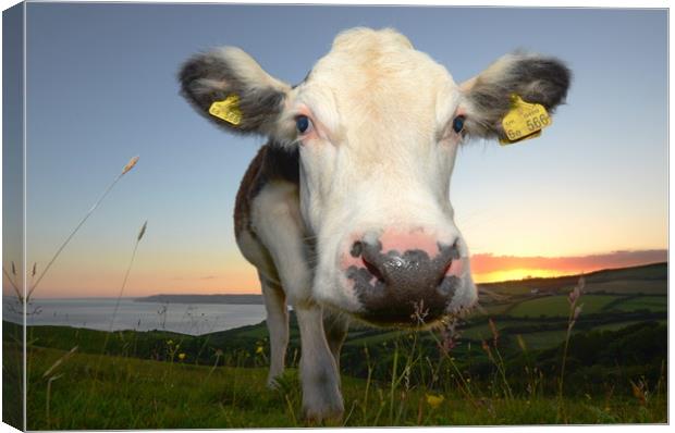 Cow and The Cap Canvas Print by David Neighbour