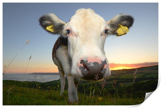 Cow and The Cap Print by David Neighbour