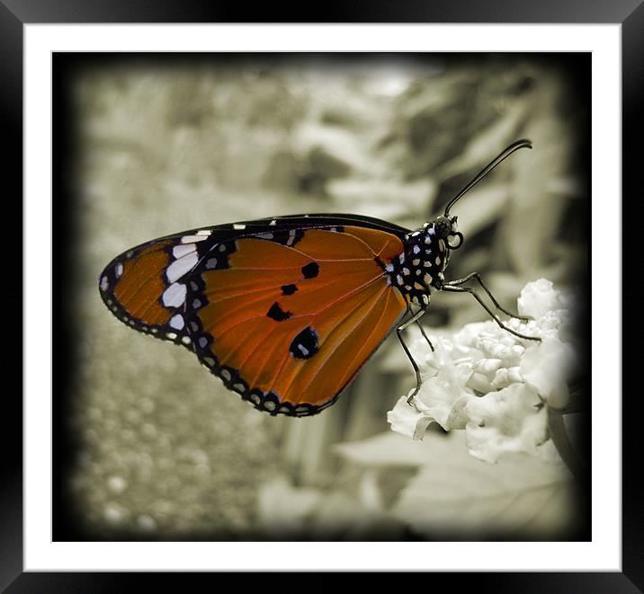 orange monarch butterfly Framed Mounted Print by Heather Newton