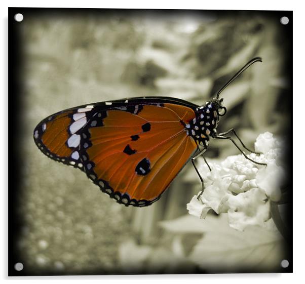orange monarch butterfly Acrylic by Heather Newton