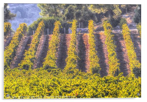 Summertime Vineyard Acrylic by David Pyatt
