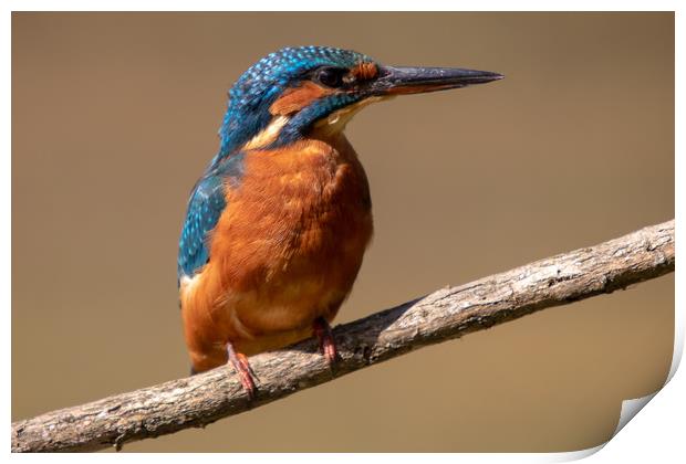 Kingfisher Print by Allan Thornhill