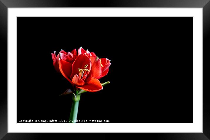 one single red amaryllis Framed Mounted Print by Chris Willemsen