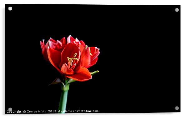 one single red amaryllis Acrylic by Chris Willemsen