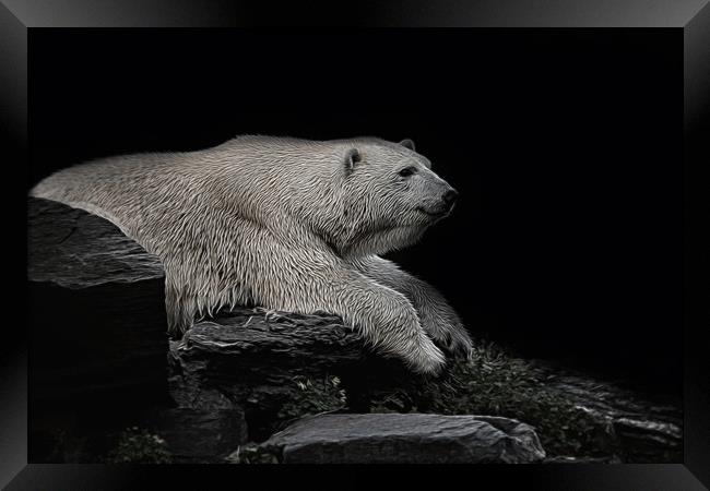 Polar Bear On The Rock Framed Print by rawshutterbug 