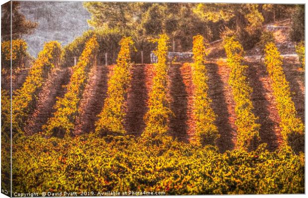 Summer Vineyard Canvas  Canvas Print by David Pyatt