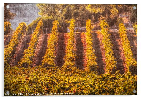 Summer Vineyard Canvas  Acrylic by David Pyatt