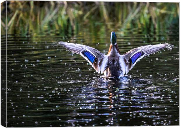 Water off a ducks back Canvas Print by Stephen Marsh