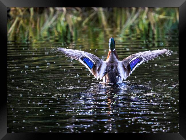 Water off a ducks back Framed Print by Stephen Marsh