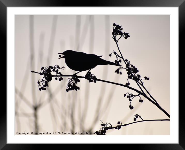 Majestic Blackbird Feast Framed Mounted Print by tammy mellor