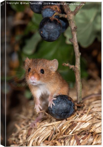 Harvest mouse with blueberries Canvas Print by Alan Tunnicliffe