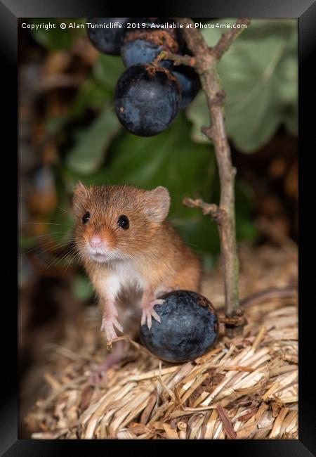 Harvest mouse with blueberries Framed Print by Alan Tunnicliffe