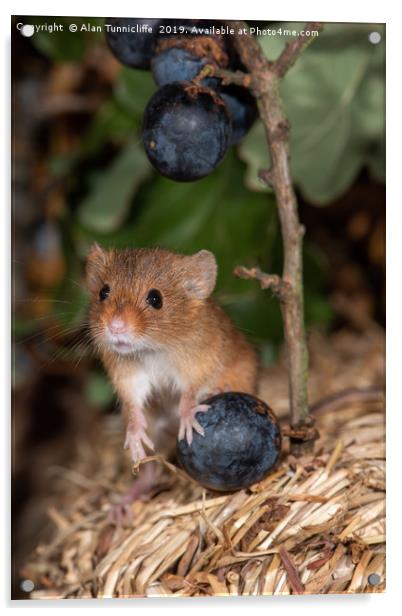 Harvest mouse with blueberries Acrylic by Alan Tunnicliffe