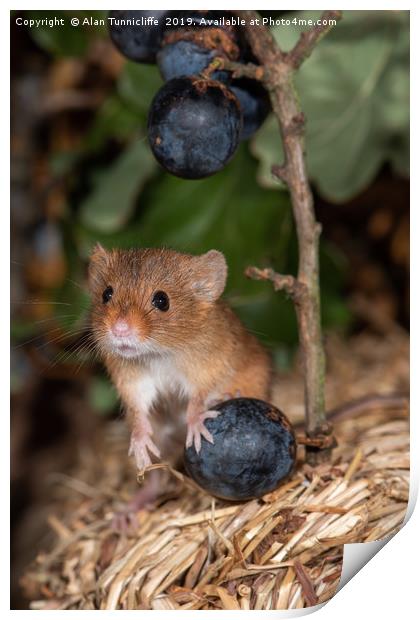 Harvest mouse with blueberries Print by Alan Tunnicliffe