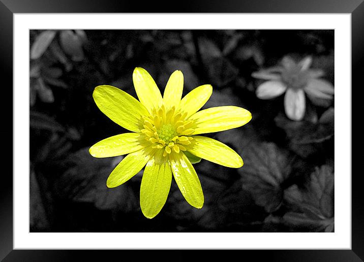 Yellow flower Framed Mounted Print by Ashley Paddon