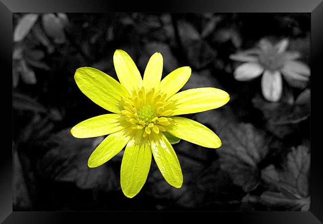 Yellow flower Framed Print by Ashley Paddon