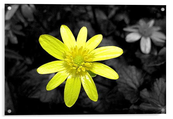 Yellow flower Acrylic by Ashley Paddon