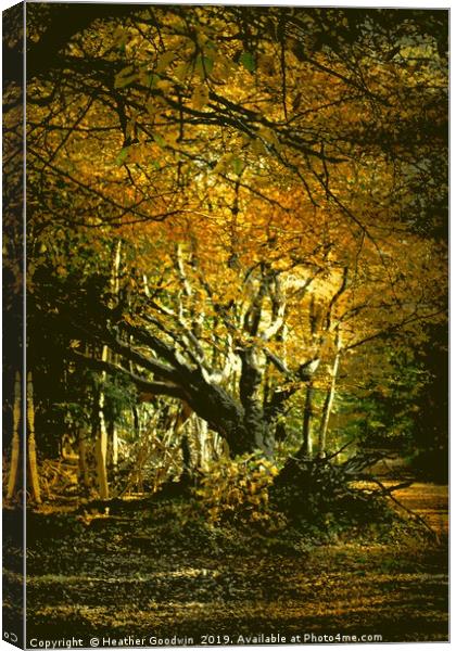Old Man of the Woods Canvas Print by Heather Goodwin