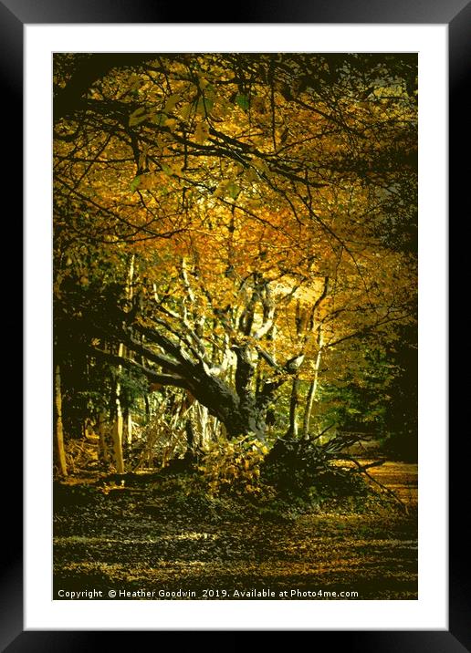 Old Man of the Woods Framed Mounted Print by Heather Goodwin