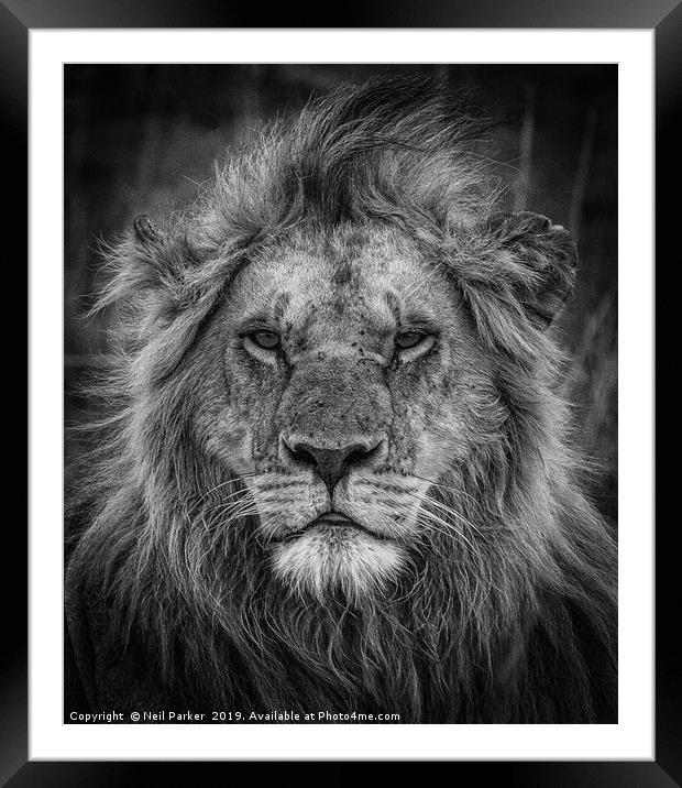 Lion Portrait, Kenya Framed Mounted Print by Neil Parker