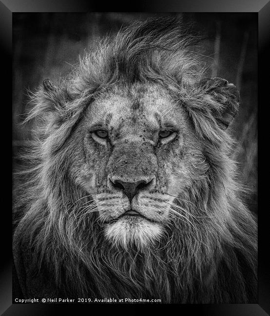 Lion Portrait, Kenya Framed Print by Neil Parker