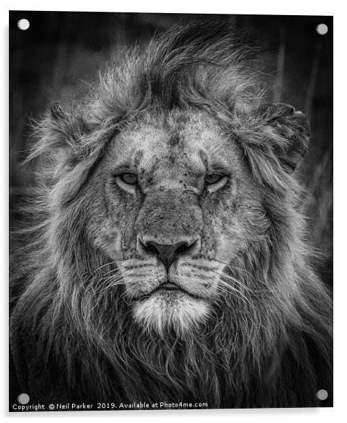 Lion Portrait, Kenya Acrylic by Neil Parker