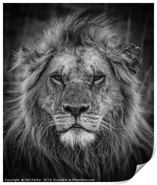 Lion Portrait, Kenya Print by Neil Parker