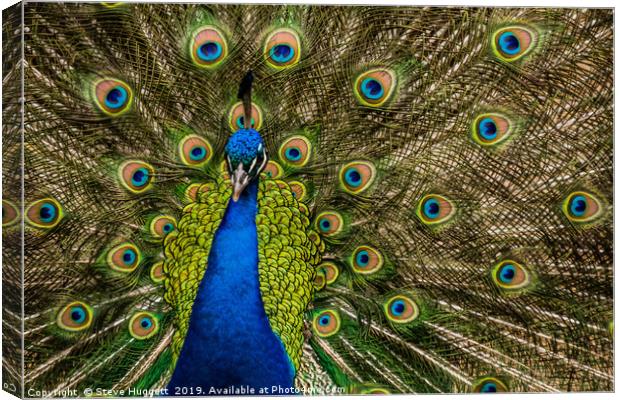 Peacock Showing Off  Canvas Print by Steve Huggett