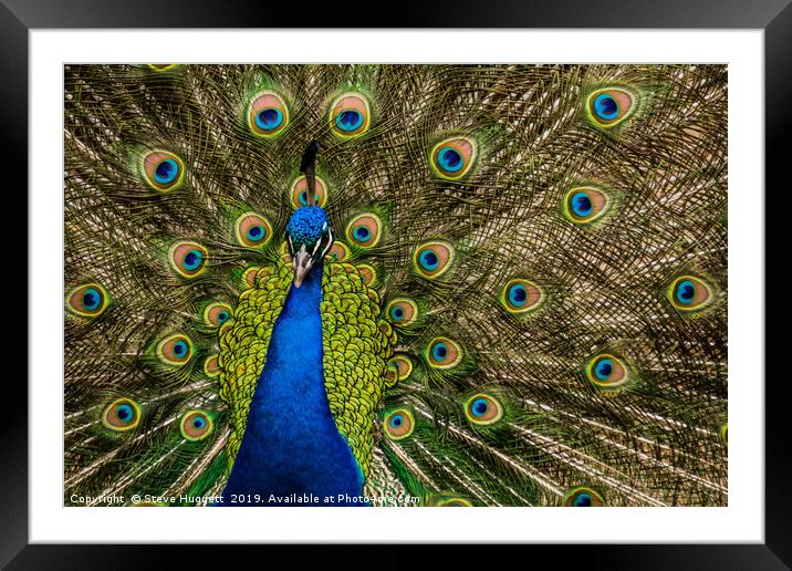 Peacock Showing Off  Framed Mounted Print by Steve Huggett
