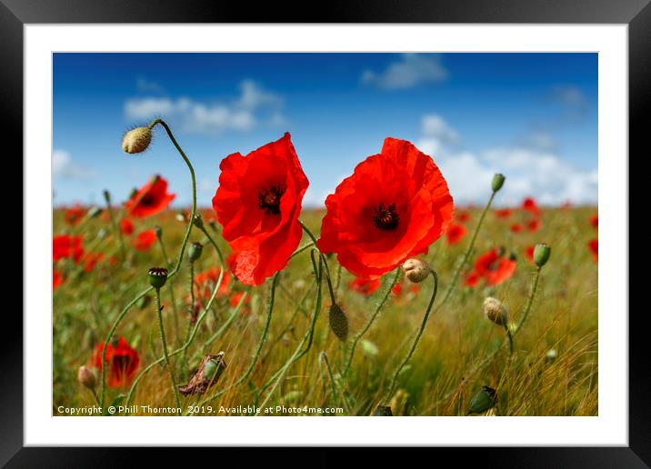 Poppies in the summer sunshine. No. 4 Framed Mounted Print by Phill Thornton
