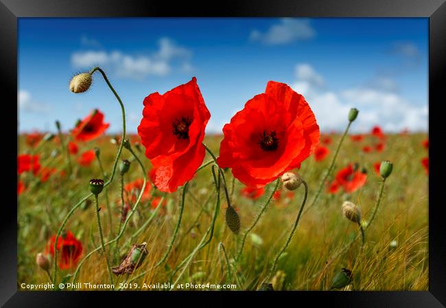 Poppies in the summer sunshine. No. 4 Framed Print by Phill Thornton