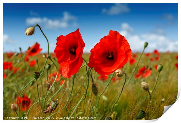 Poppies in the summer sunshine. No. 4 Print by Phill Thornton