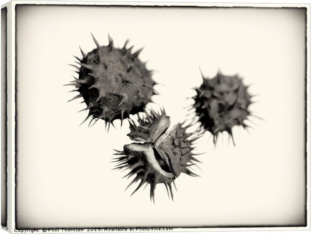 Three Conkers B&W Canvas Print by Phill Thornton