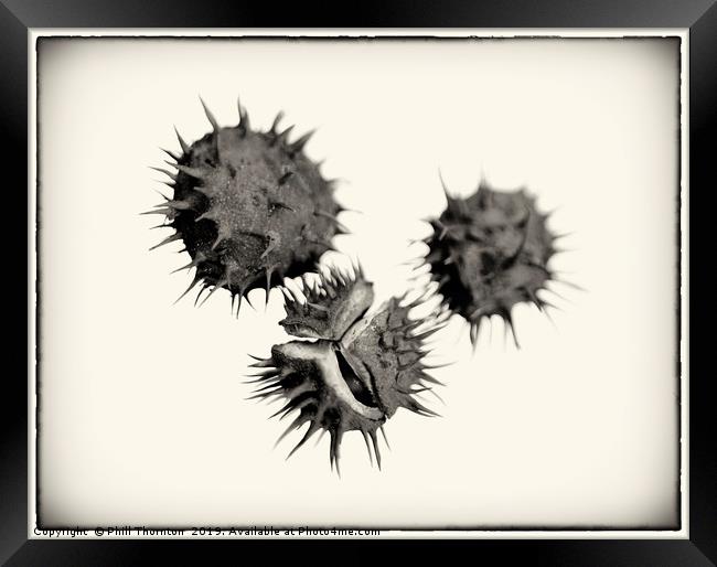 Three Conkers B&W Framed Print by Phill Thornton