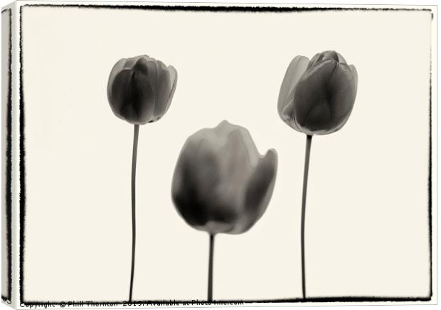 Three Red Tulips B&W version. Canvas Print by Phill Thornton