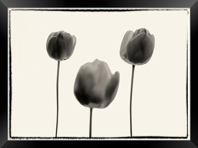 Three Red Tulips B&W version. Framed Print by Phill Thornton