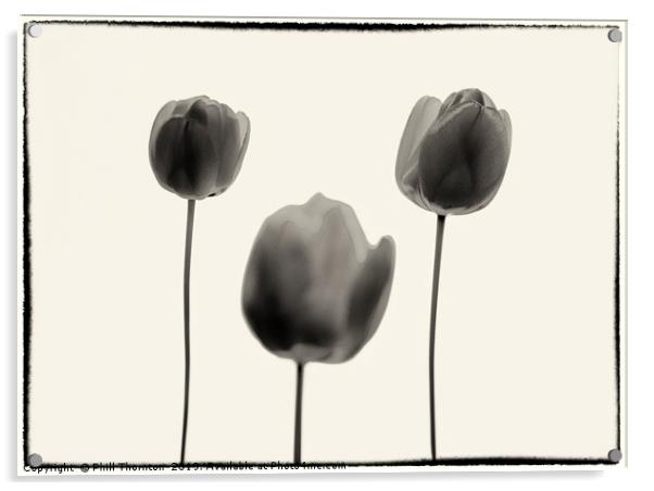 Three Red Tulips B&W version. Acrylic by Phill Thornton