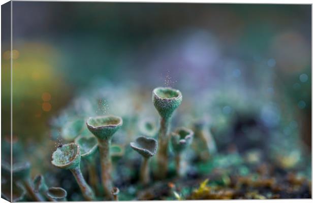 Pixie Cup Lichens Canvas Print by Alison Chambers