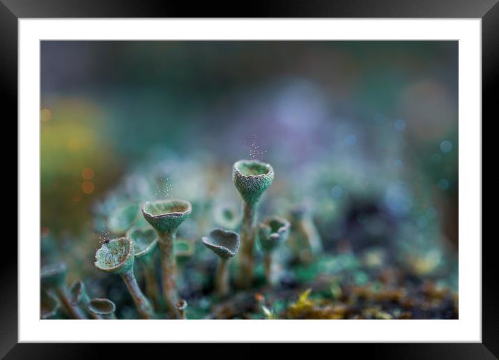 Pixie Cup Lichens Framed Mounted Print by Alison Chambers