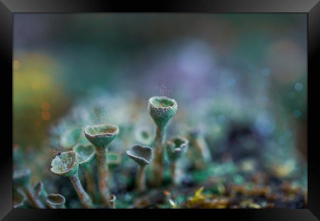 Pixie Cup Lichens Framed Print by Alison Chambers