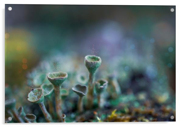 Pixie Cup Lichens Acrylic by Alison Chambers