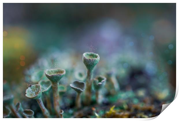 Pixie Cup Lichens Print by Alison Chambers