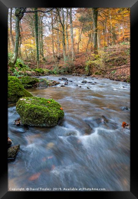 Late Autumn Brook Framed Print by David Tinsley