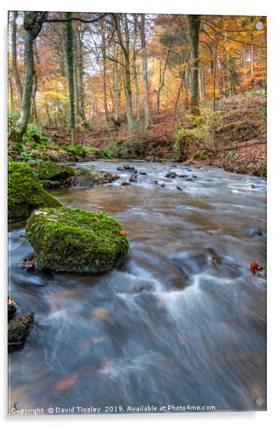 Late Autumn Brook Acrylic by David Tinsley